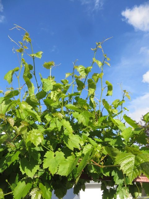 Healthy Vines and very young grapes
